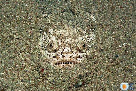 stargazer fish|Wonderful Stargazer Fish .
